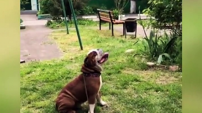 English Bulldog's Lovely Moment! Cute and Funny English Bulldogs doing funny things