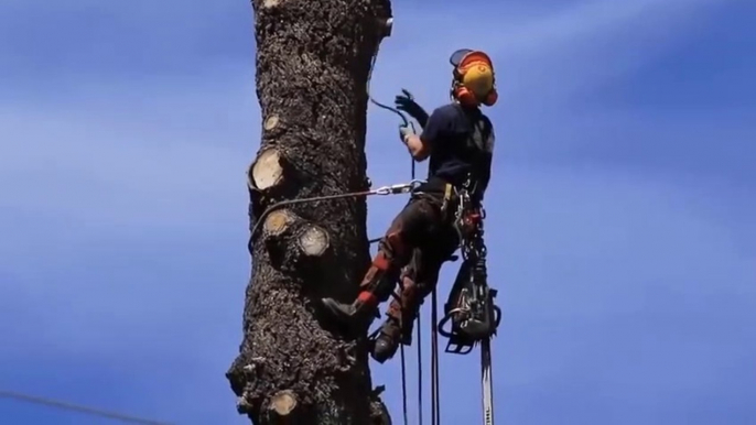 Dangerous Huge Trees Felling With Chainsaw Machines  Fastest Tree Cutting Down Skills