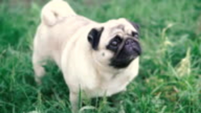 Everything Pug Owners Need to Know About Taking Care of Their Dog