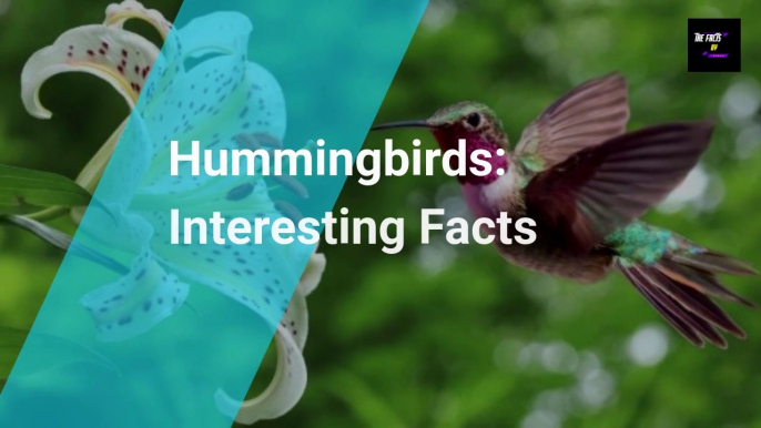 Facts About Hummingbirds | Hummingbirds: Interesting Facts | The Fact By Roman