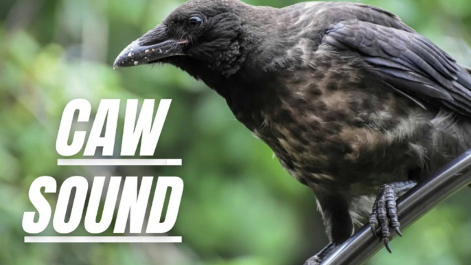 Bird Caw Sound Effect | Sound Of Crows | Crow Sound Effect