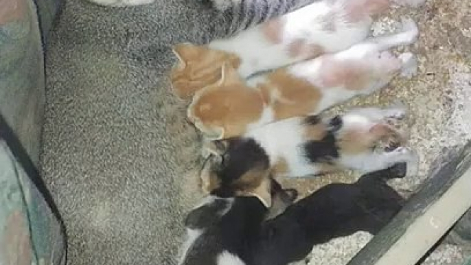 mom cat just milking her kittens just so adorable moment ☺