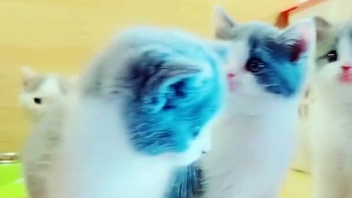 Cute cats ❤️ Cutest cat in the world ❤️ Cute cats compilation 2018