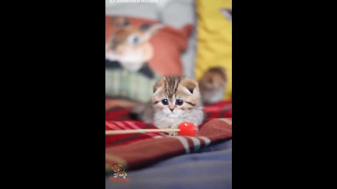 So Many Cute Baby Kittens Videos Compilation 2018