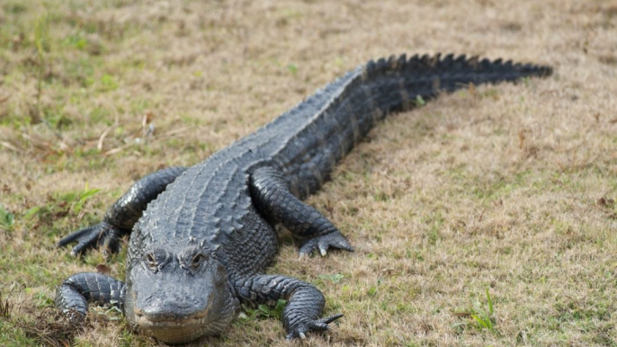 "I Did It My Own Way": Florida Man Catches Big Alligator in Trash Can, Stuns Internet