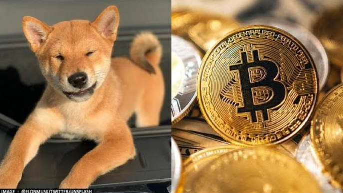 Shiba Inu Coin jumps 45% in last 24 hrs; Here's why SHIB is going up
