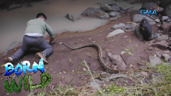 Born to be Wild: Doc Ferds gets attacked by an aggressive reticulated python!