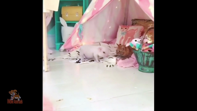 Funny and Cute Piggy - Cutest Piggy in The World