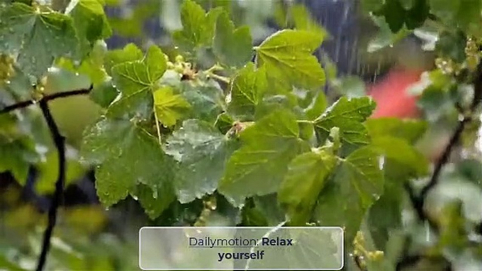 Deep sleep in 3 minutes with rain  on the old house in the forest.