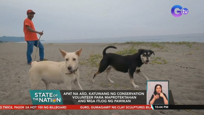 Apat na aso, katuwang ng conservation  volunteer para maprotektahan ang mga itlog ng pawikan | SONA