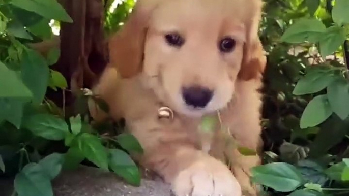 Funniest & Cutest Golden Retriever Puppies #3 - Funny Puppy Videos 2021