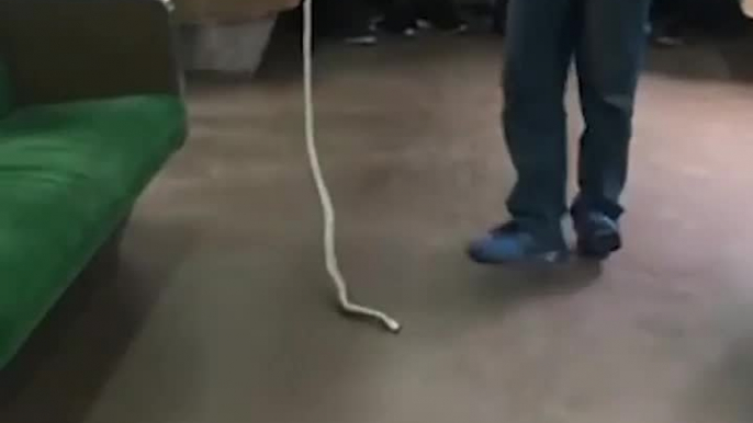 Mata a serpiente con sus propias manos