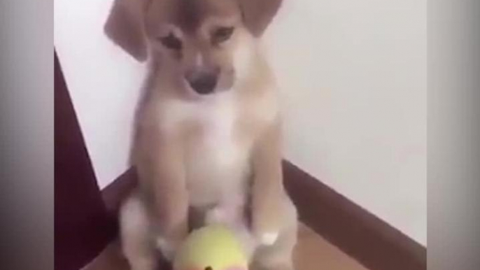 Cachorro tierno es reganado