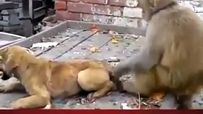 Monkey harasses puppy, pulls tail in humour - hilarious sequence_360P