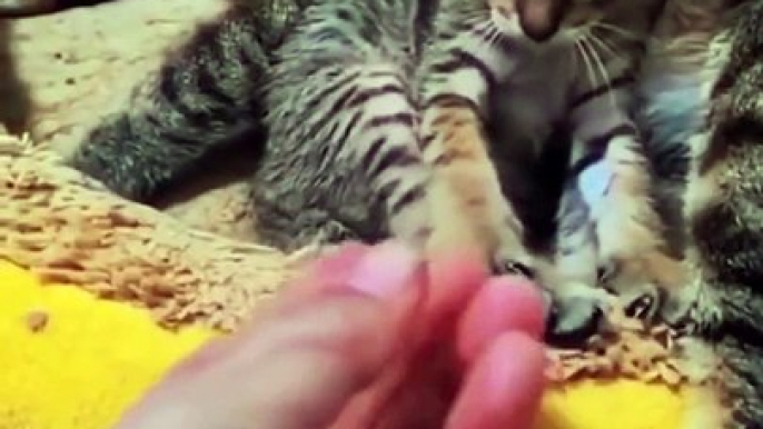 Best Kittens Videos - Am I So Cute