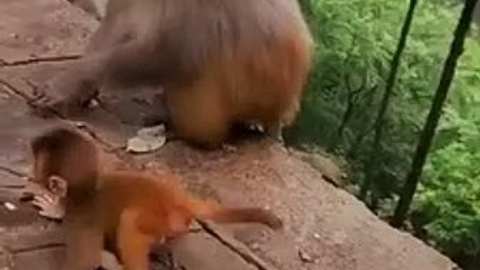 Facebook(360p)(4)#babymonkey #Animalshome,animal,sea animals,reptile,insect,animals for kids,all animal video,shark,whale,Dolphin,spermaceti,octopus,duck,cat,dog,pig,chicken,goat,dinosaur,elephants,tiger,Lion,snake,crocodile,//261ghve,what is this,find an