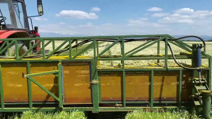 Beautiful Chamomile Flower Harvesting Machine - Chamomile Oil and Tea processing in Factory