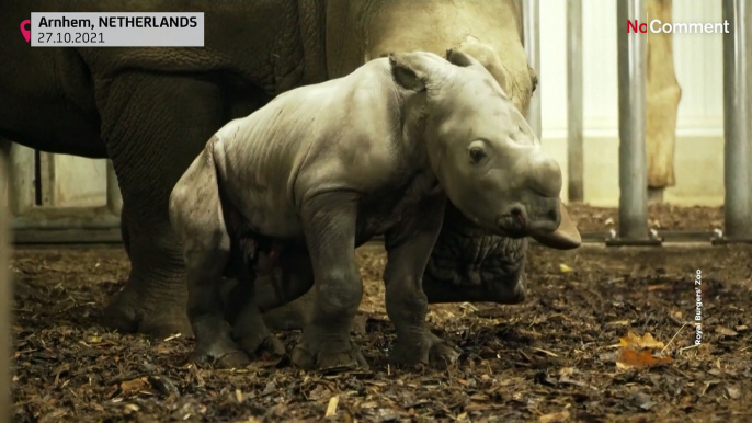 Baby rhino takes first shaky steps at Royal Burgers’ Zoo