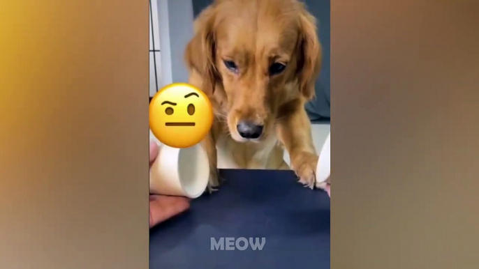 Try Not To Laugh - Dogs And Cats Cute Reaction- MEOW