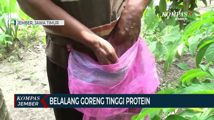 Belalang Perusak Tanaman Diolah Jadi Kuliner Renyah Berprotein Tinggi