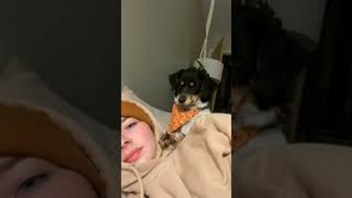 Puppy Becomes Sassy After Rejected Kiss