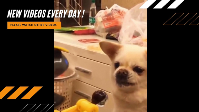 Funniest Animals - Try Not To Laugh Watching Funny Animals Vines Compilation