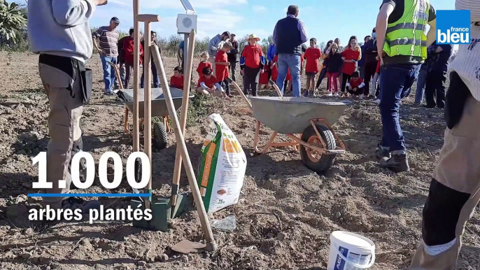 Une forêt de 1.500 arbres plantés à Torreilles