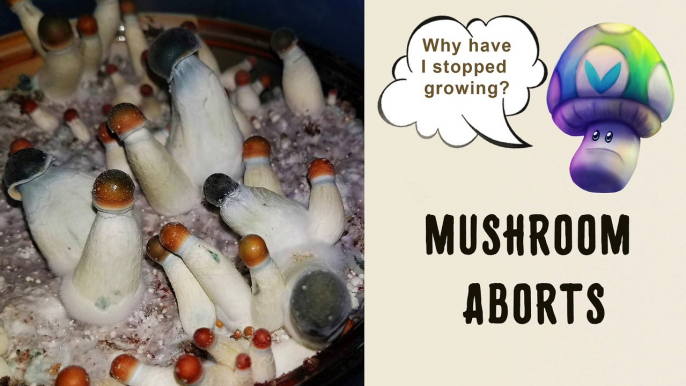 Mushroom aborts | Why mushroom caps turned black and stop growing?