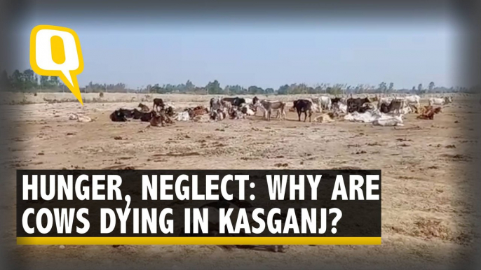 'Cows Dying Due to Neglect, Being Buried Alive': Horrific Scenes in UP's Kasganj; DM Denies Claim