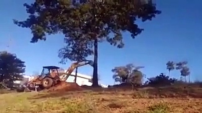 Quand l'arbre se retourne contre le bucheron... douloureux