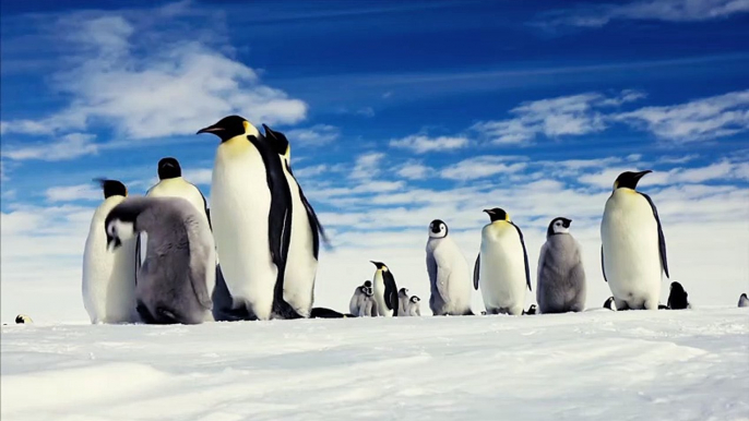 Penguins in 4K Ultra HD | Antartica