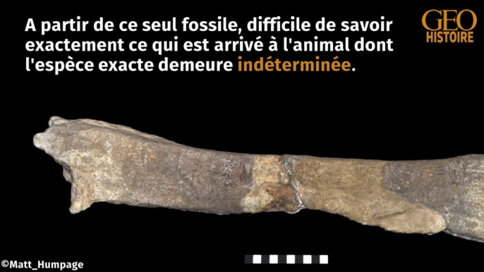 Un rare fossile de dinosaure de 166 millions d'années découvert par hasard sur une île écossaise