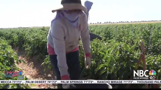 Remembering Farmworkers during the holidays