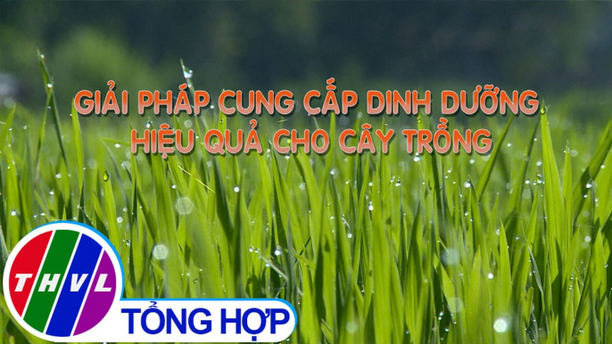 Nông nghiệp bền vững: Giải pháp cung cấp dinh dưỡng hiệu quả cho cây trồng