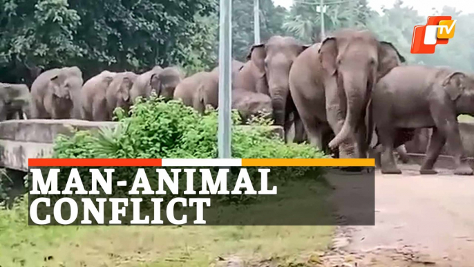 Elephant Herd Wreaks Havoc In Odisha, Villagers In Panic