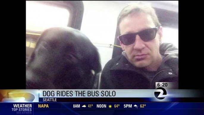 Seattle Dog Takes Bus To Dog Park