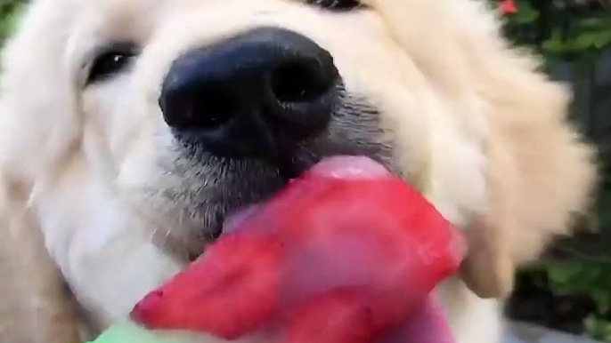 Funniest & Cutest Golden Retriever Puppies #4 - Funny Puppy Videos 2021