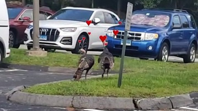 FUNNY TURKEYS!  WILD TURKEYS VISIT A STRIP MALL!  HILARIOUS!