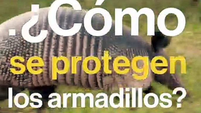 ¿Cómo se protegen armadillos?