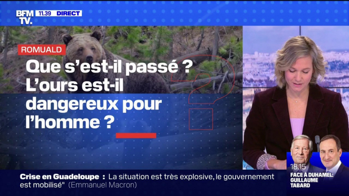 Que s'est-il passé avec l'ourse en Ariège ? L'animal est-il dangereux pour l'homme ? - BFMTV vous répond