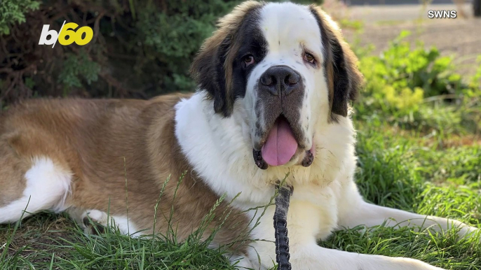 Dog on a Hot Tin Roof! St. Bernard Pup Goes Missing Only for Family To Find Him on the Roof!