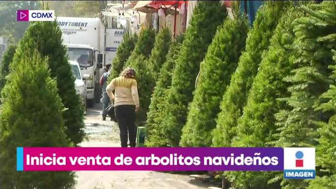 Inicia la venta de arbolitos de Navidad en mercados de la CDMX