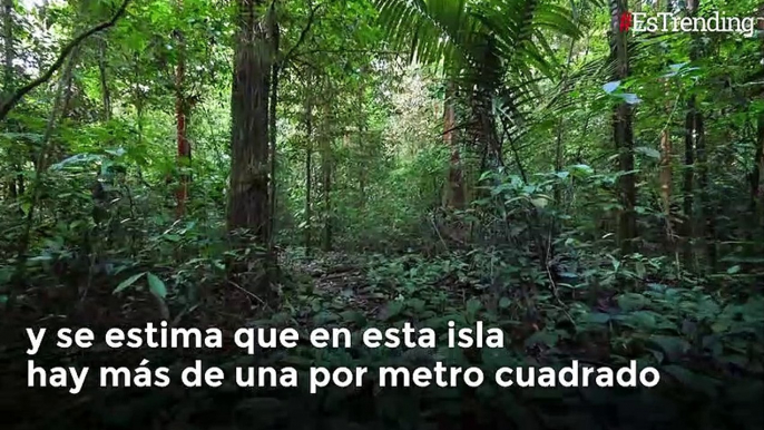 La isla de las serpientes, así es uno de los lugares más peligrosos del mundo