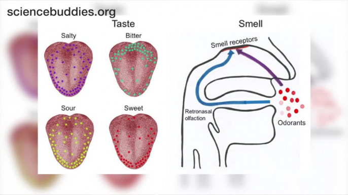 Science Sundays: Exploring Taste