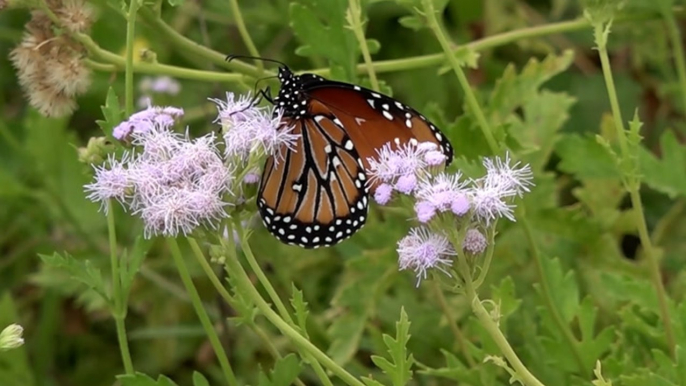 Here’s how you can help monarch butterflies on their migration journey