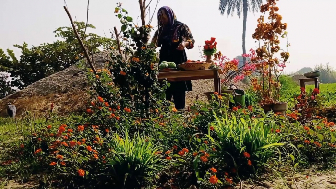 Decorating Our garden with winter flower and harvesting vegetables for pickled salad