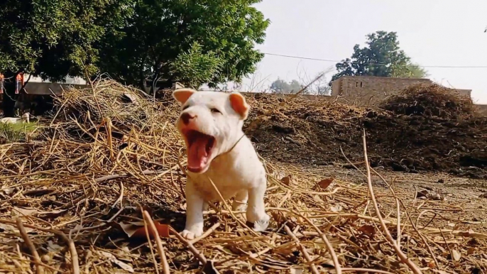 Most Cutest Pet Baby Bully Dog Puppy Playing With Me