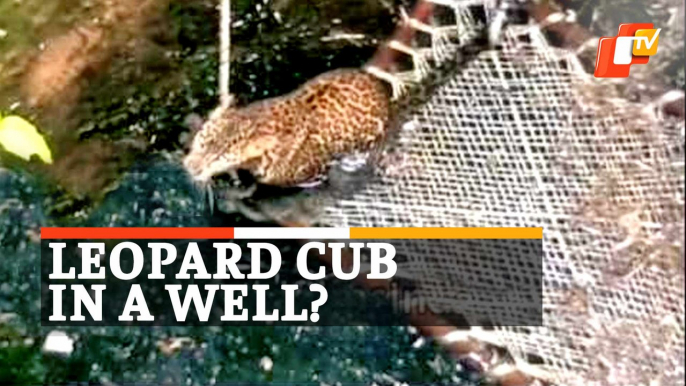 Watch | Leopard Cub Trapped Inside Well Rescued By Forest Department At Nashik