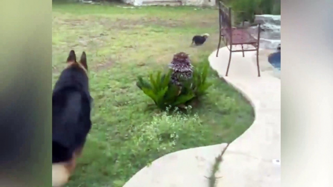 Hilarious video of a small dog and big dog chasing each other around a pool is like a scene from a Looney Tunes cartoon.