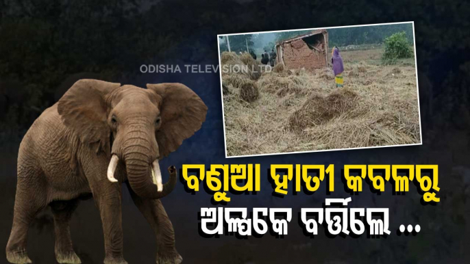 Elephant Herd Wreaks Havoc In Keonjhar